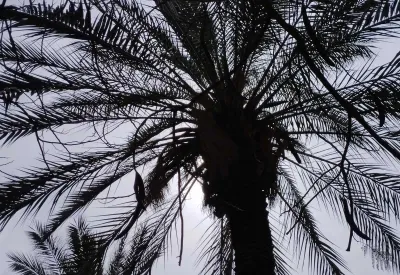 окружающая среда