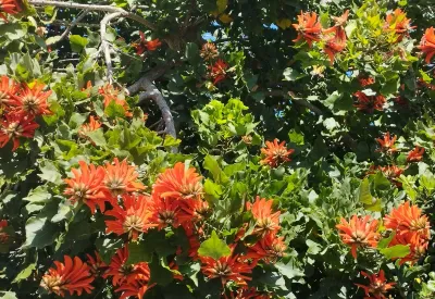 окружающая среда